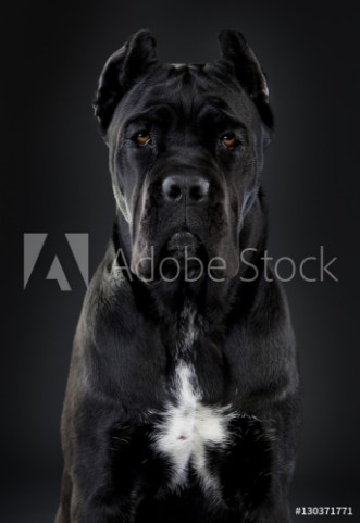 Picture of Cane corso cecilux